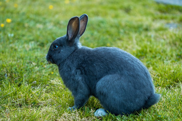 close up of one cute grey rabbit enjoying the food on green grass field under the shade  