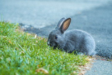close up of one cute tiny grey bunny enjoying the food on green grass field under the shade  near a paved walkway