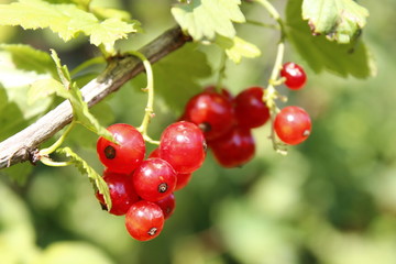 currant