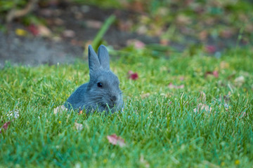 cute grey bunny focused on eating while laying on green grassy field in the garden under the shade