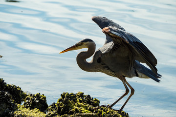one great blue heron walking on algae covered river shore while flipping is wings