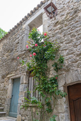Fototapeta na wymiar Sauve, France - 06 06 2019: rosebush on house facade