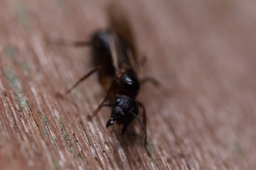 House fly, Fly, House fly on leaf
