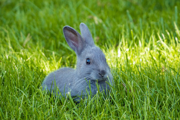 one cute grey bunny laying on the ground behind tall green grasses