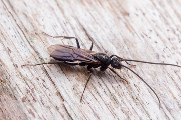 House fly, Fly, House fly on leaf