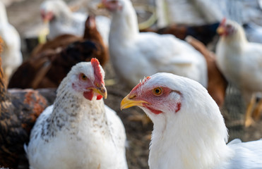 group of white boiler chickens