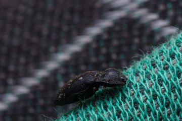 House fly, Fly, House fly on leaf
