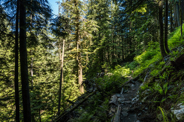 narrow trail on the slope of dense green forest scene under the sun under clear sky inside park