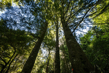 tall trees grown inside forest with dense foliage covering the sky on a sunny day