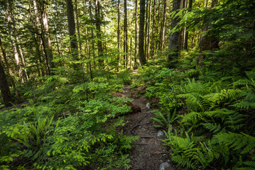 narrow tough trail in the middle of the forest covered with dense foliage 