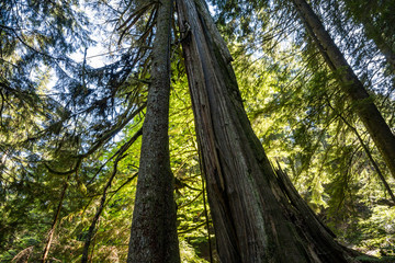 one giant tree standing inside dense  forest with trunk split in the centre
