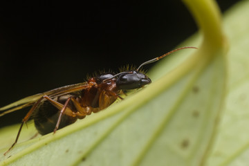 Subterranean ants , Flying ants in nature