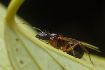 Subterranean ants , Flying ants in nature