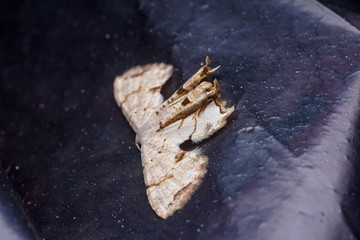 closeup shot of bug nature animal