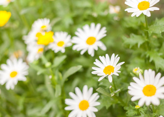 Fototapeta premium White daisy flowers in garden