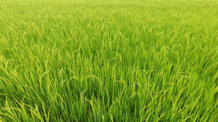 close up of ripening rice in a paddy field