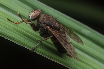 House fly, Fly, House fly on leaf