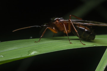 Subterranean ants , Flying ants in nature