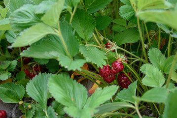 Close up of strawberries growing in a farmers field, bunch of ripe red berries highlighted, summer goodness