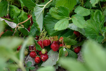 Close up of June bearing strawberries growing in a farmer's field, summer goodness
