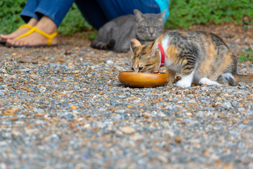 gray cat looking behince of a little striped cat eating food