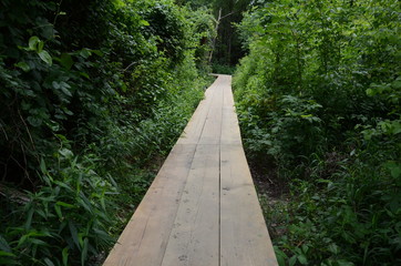 Fototapeta na wymiar wooden boardwalk or path with wet paw prints and trees