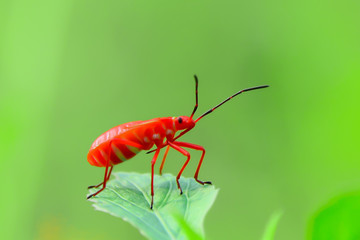 The killer diamond is holding on the leaves.