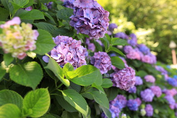 飛鳥山公園の紫陽花