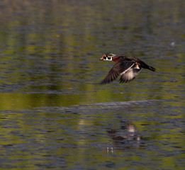 Wood Duck Flying