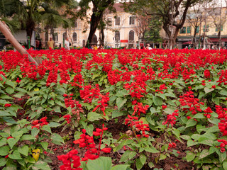 Poinsettias around Hoàn Kiếm Lake in Hanoi, Vietnam