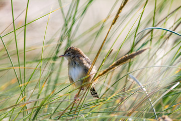 sparrow on a branch