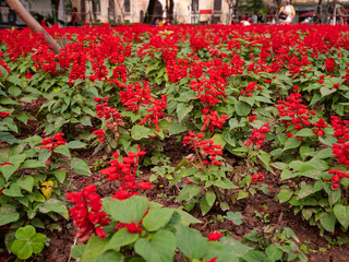 Poinsettias around Hoàn Kiếm Lake in Hanoi, Vietnam