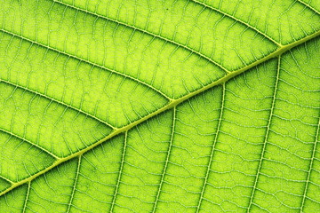 leaf vein abstract natural pattern background. diagonal stem line. green eco environmental and...