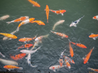Coi Carp pond in South East Asia