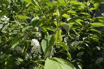 bird cherry