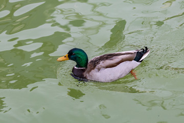 duck in a pond