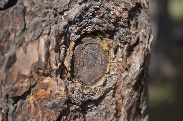 tree, bark, cobweb on tree