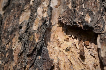 tree, bark, cobweb on tree