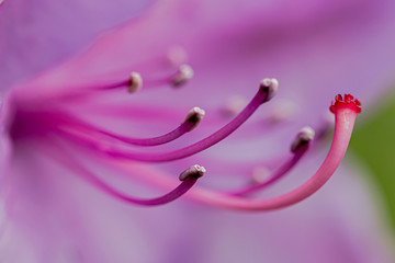 Macro view of a flower