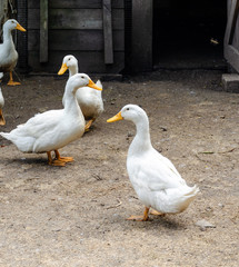 Home white ducks a farmyard