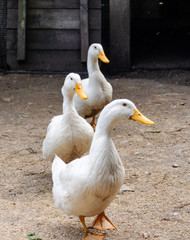 Home white ducks a farmyard