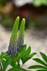 ルピナスのつぼみ