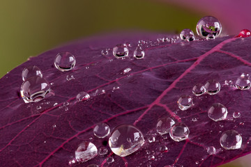 Cotinus leaf macro with water droplets beeding macro