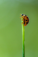 Lady bug climbing on top of grass blade