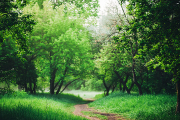 Obraz premium Scenic landscape with beautiful lush green foliage. Footpath under trees in park in early morning in mist. Colorful scenery with pathway among green grass and leafage. Vivid natural green background.