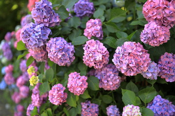 飛鳥山公園の紫陽花