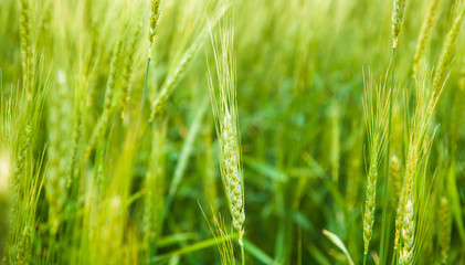 Beautiful view of wheat field.