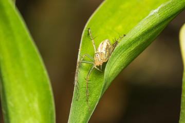 closeup of Jumping Spider on green