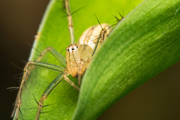 closeup of Jumping Spider on green