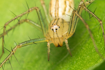 closeup of Jumping Spider on green